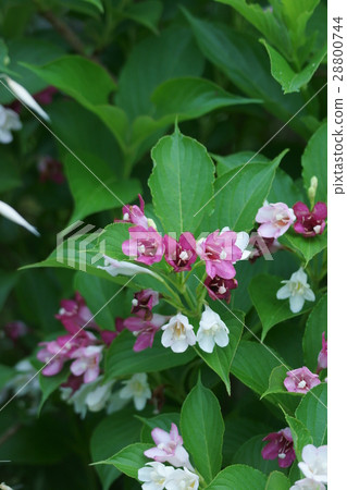 箱根崎箱根Tsukuya花語是“過渡性的” 28800744