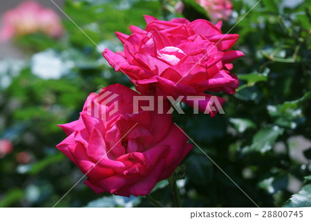 Rosie varieties Rosie Crystal Flower language "thanks" Rosie varieties Rosie Crystal Flower language "thanks" 28800745