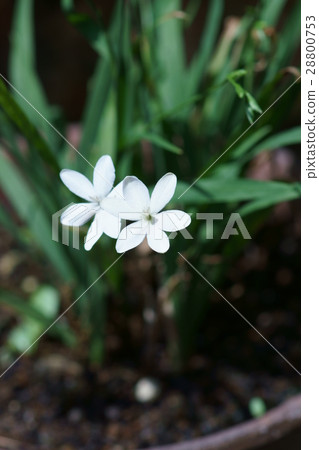 Princess Hinoki Flower language The flower language is "fun memories" 28800753