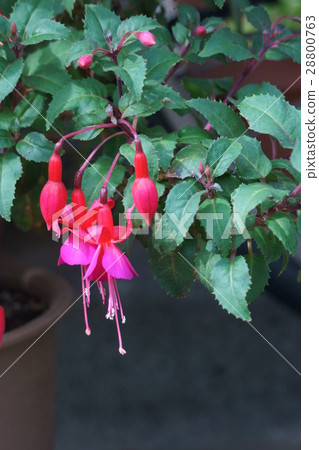 釣草紫紅色花語是“愛你相信” 28800763