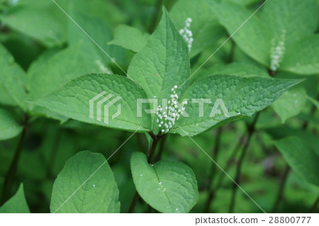 兩個人安靜的新鮮魷魚花是 永遠在一起 照片素材 圖片 0777 圖庫