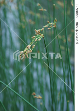 Taiko Futoya Hanawa language is "grade" Taiko Futoya Hanawa language is "grade" 28800782