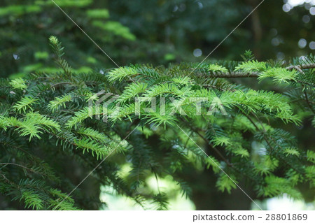 竹樹花語是“永恆的” 竹樹花語是“永恆的” 28801869