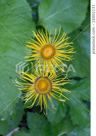 Heartleaf oxeye macro photo 28802131