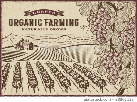 Grapes Organic Farming Landscape Grapes Organic Farming Landscape 28802182