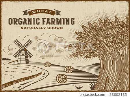 Wheat Organic Farming Landscape Wheat Organic Farming Landscape 28802185