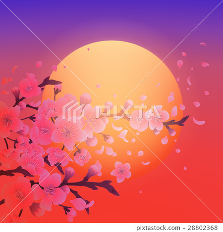 Sakura and setting sun 28802368