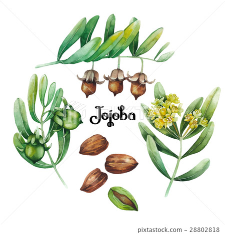 Watercolor jojoba plant 28802818