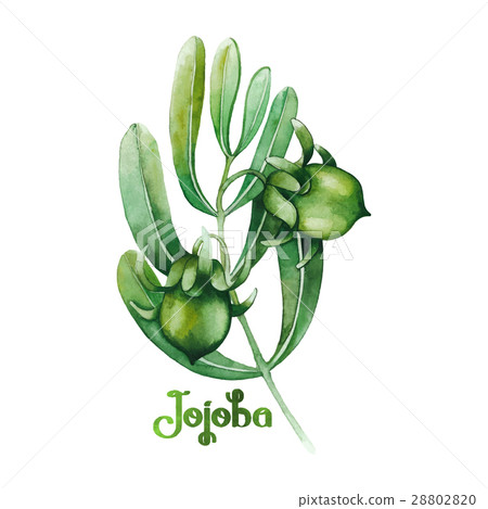 Watercolor jojoba plant 28802820