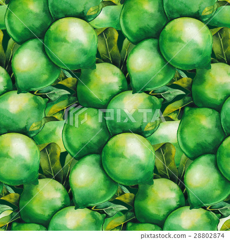 Watercolor macadamia nuts Watercolor macadamia nuts 28802874