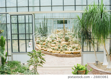 Cactus glasshouse plant botanical garden landmark Cactus glasshouse plant botanical garden landmark 28803061