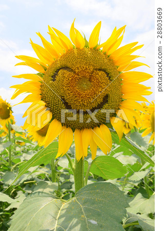 照片素材(图片): 向日葵 太阳花 笑容