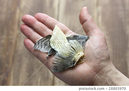 Tile fish fin Tile fish fin 28803970