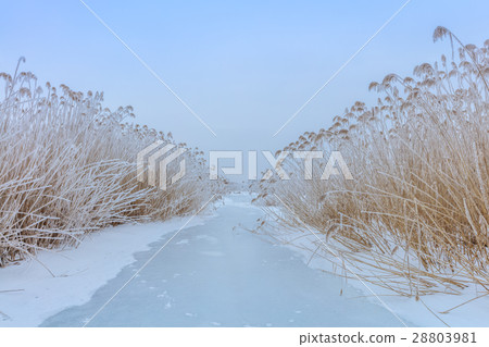 Comana lake in winter 28803981