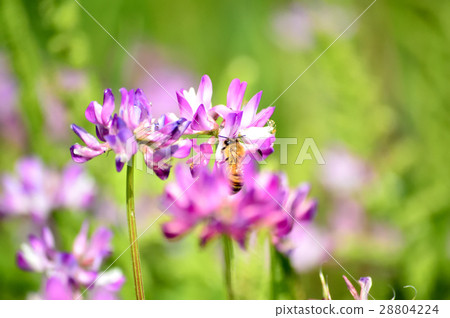 Honeybee sucking nectar of horticulture Honeybee sucking nectar of horticulture 28804224
