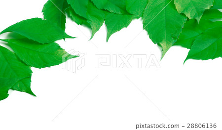 Green leaves frame isolated on white background 28806136