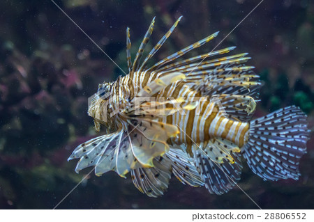 Scorpionfish in the sea Scorpionfish in the sea 28806552
