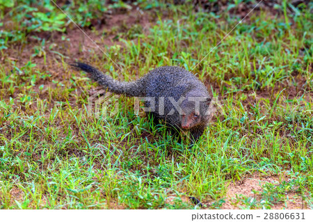 Wild ruddy mongoose 28806631