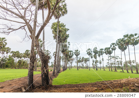 Sugar palm and cornfield 28809347