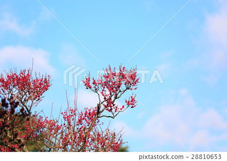 梅花 梅花 28810653