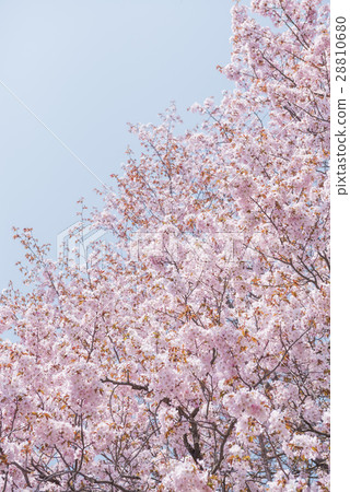 Cherry Blossoms (Empty Back) Cherry Blossoms (Empty Back) 28810680