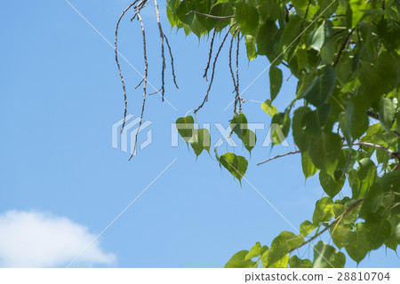 Green leaf (Bothi leaf) on blue sky background Green leaf (Bothi leaf) on blue sky background 28810704