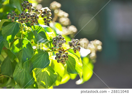 常春藤果 常春藤果 28811048