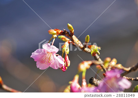 河津櫻花 河津櫻花 28811049