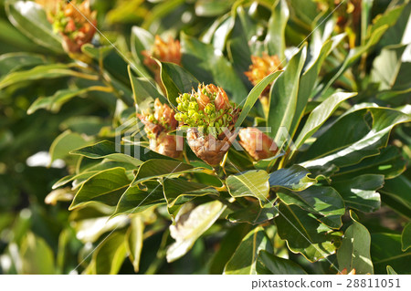 Tubonomic豆芽 Tubonomic豆芽 28811051