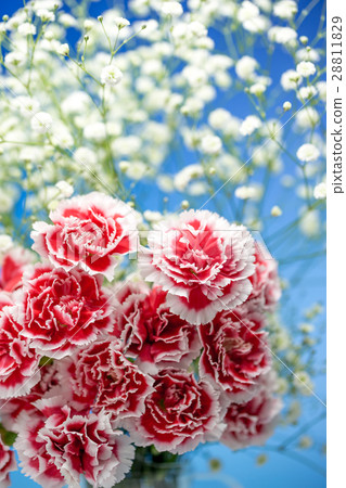 康乃馨花 28811829