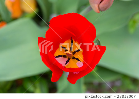 Close-up of red tulips 28812007