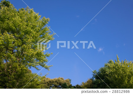 綠色和天空 28812986