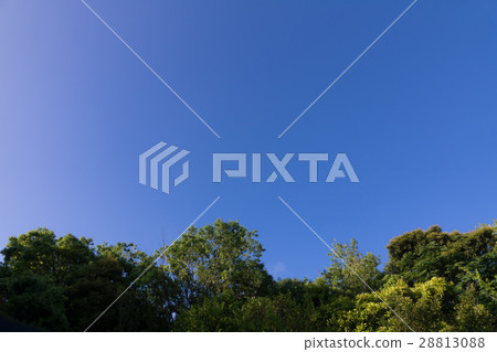 Green and sky Green and sky 28813088