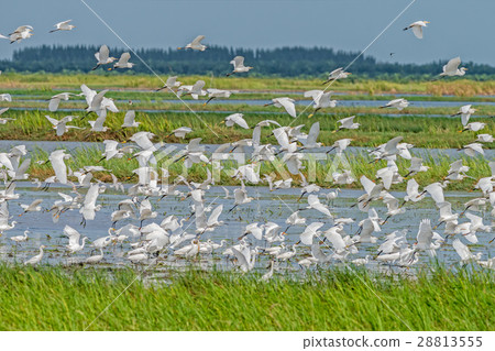 Flock of birds flying, little Egret. Flock of birds flying, little Egret. 28813555