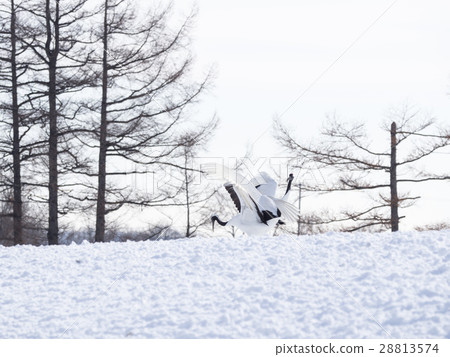 Love dance of the crane (spreading feathers in overlapping) Love dance of the crane (spreading feathers in overlapping) 28813574