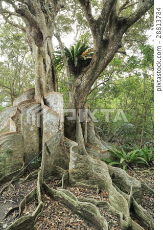 世界自然遺產西表島仲間川咲洲小野 28813784