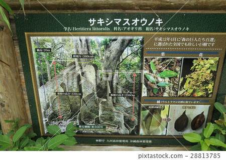 世界自然遺產西表島仲間川咲洲小野 28813785