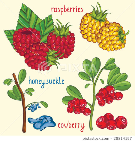 Fresh berries mix isolated, raster illustration 28814197