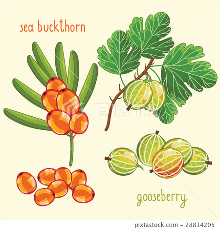 Fresh berries mix isolated, raster illustration Fresh berries mix isolated, raster illustration 28814205