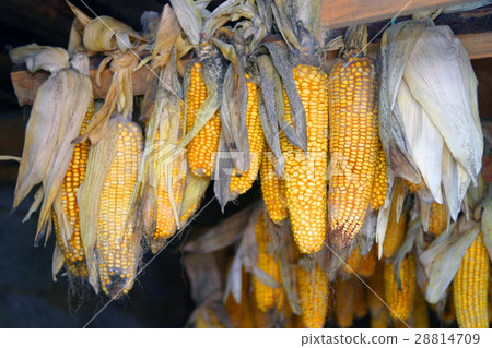 dry corn hanging on the Board dry corn hanging on the Board 28814709