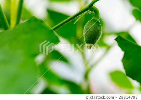 After flowering is developing a small 28814793