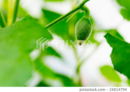 After flowering is developing a small 28814794
