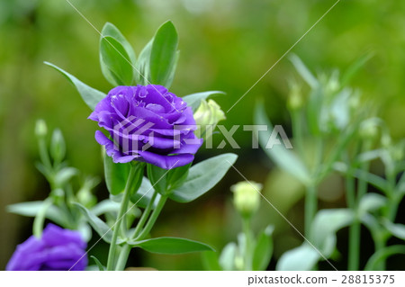 Purple rose flower in garden Purple rose flower in garden 28815375