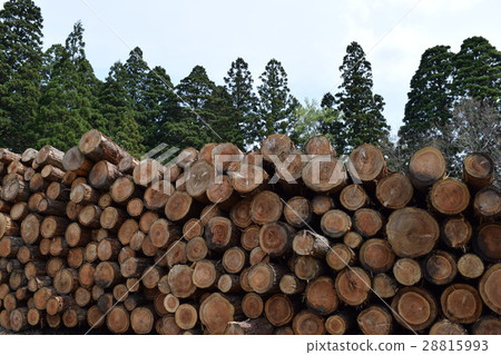 Logs stacked in the forest 28815993