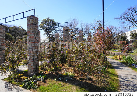 港口可以看到的山公園的玫瑰園 28816325