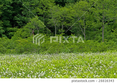 新鮮的綠色和沃爾夫岡Miyaba泥潭的草 28816343