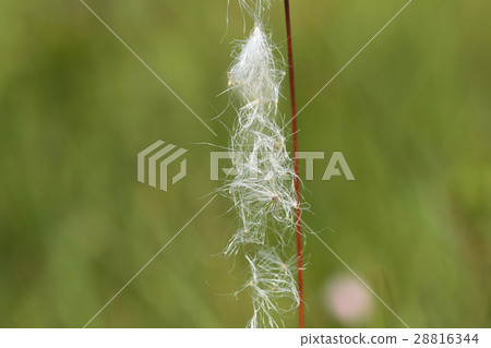 Watthorget的絨毛宮床停泊 28816344