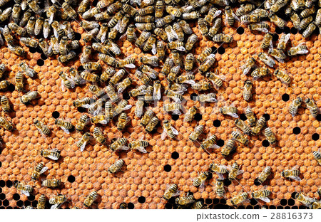 Bees on honeycombs heated bee brood. Apiculture. Bees on honeycombs heated bee brood. Apiculture. 28816373