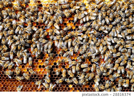 Bees on honeycomb cell pack into bee bread Bees on honeycomb cell pack into bee bread 28816374