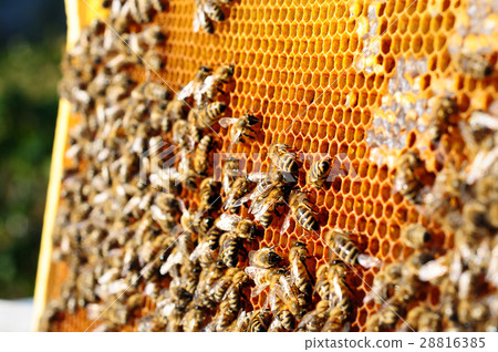 Bees work on honeycomb. Honey cells pattern 28816385